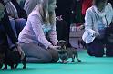 Crufts_dachshunds 193